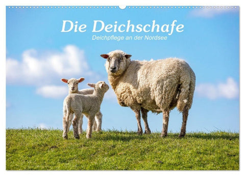 Die Deichschafe. Deichpflege an der Nordsee (Wandkalender 2027 DIN A2 quer), CALVENDO Monatskalender