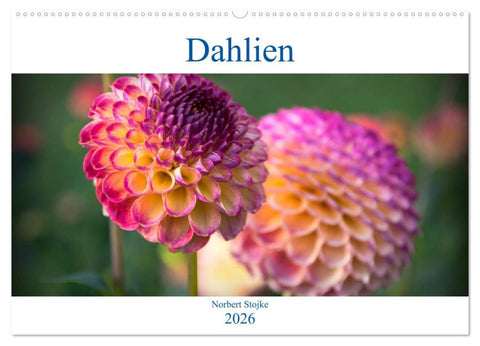 Dahlien - Blumenwunder der Natur (Wandkalender 2026 DIN A2 quer), CALVENDO Monatskalender