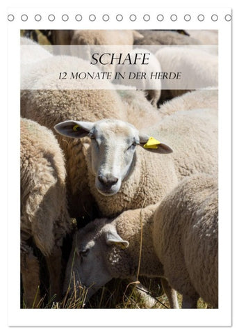 Schafe - 12 Monate in der Herde (Tischkalender 2026 DIN A5 hoch), CALVENDO Monatskalender