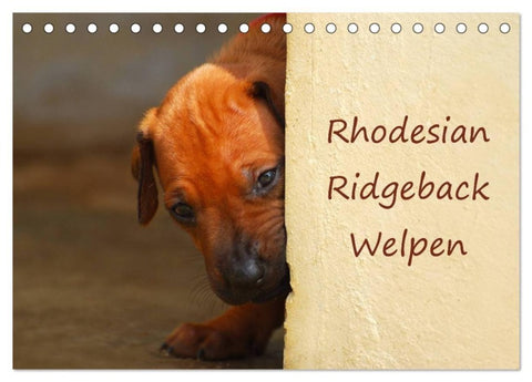 Rhodesian Ridgeback Welpen (Tischkalender 2027 DIN A5 quer), CALVENDO Monatskalender