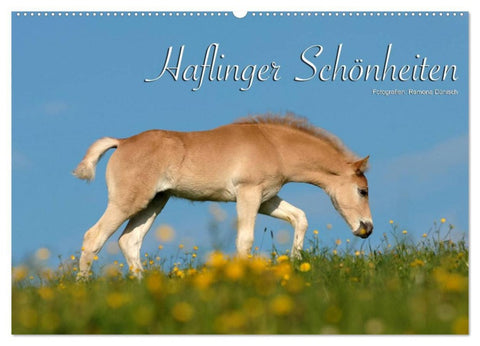 Haflinger Schönheiten (Wandkalender 2026 DIN A2 quer), CALVENDO Monatskalender