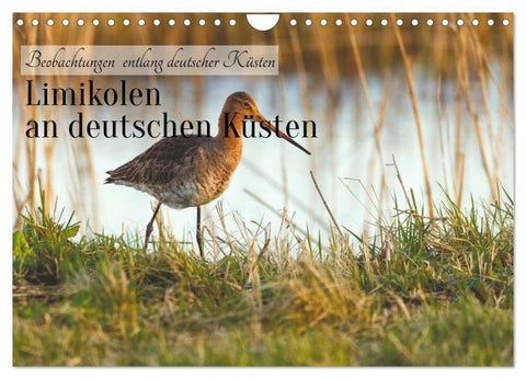 Limikolen an deutschen Küsten (Wandkalender 2027 DIN A4 quer), CALVENDO Monatskalender