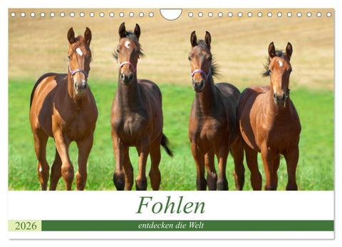 Fohlen entdecken die Welt (Wandkalender 2026 DIN A4 quer), CALVENDO Monatskalender