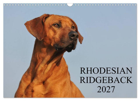 Rhodesian Ridgeback 2027 (Wandkalender 2027 DIN A3 quer), CALVENDO Monatskalender