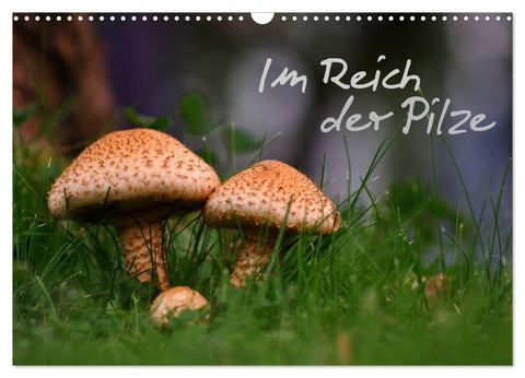 Im Reich der Pilze (Wandkalender 2027 DIN A3 quer), CALVENDO Monatskalender