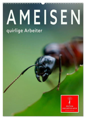 Ameisen quirlige Arbeiter (Wandkalender 2027 DIN A2 hoch), CALVENDO Monatskalender