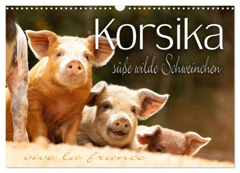 Korsika - süße, wilde Schweinchen (Wandkalender 2027 DIN A3 quer), CALVENDO Monatskalender