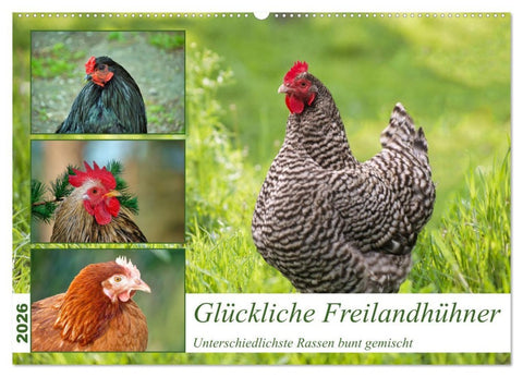 Glückliche Freilandhühner (Wandkalender 2026 DIN A2 quer), CALVENDO Monatskalender