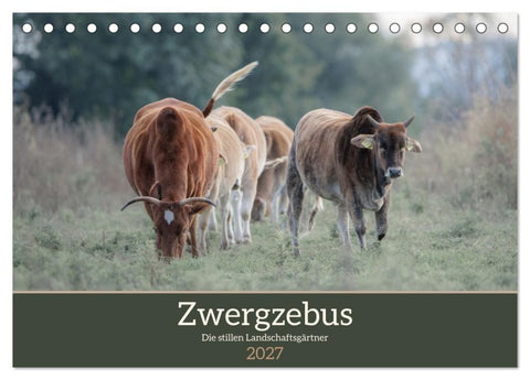 Zwergzebus - Die stillen Landschaftsgärtner (Tischkalender 2027 DIN A5 quer), CALVENDO Monatskalender