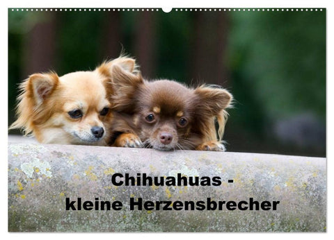 Chihuahuas - kleine Herzensbrecher (Wandkalender 2026 DIN A2 quer), CALVENDO Monatskalender