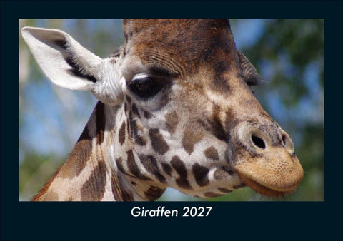Giraffen 2027 Fotokalender DIN A5
