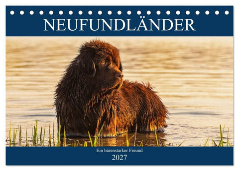Neufundländer - Ein bärenstarker Freund (Tischkalender 2027 DIN A5 quer), CALVENDO Monatskalender