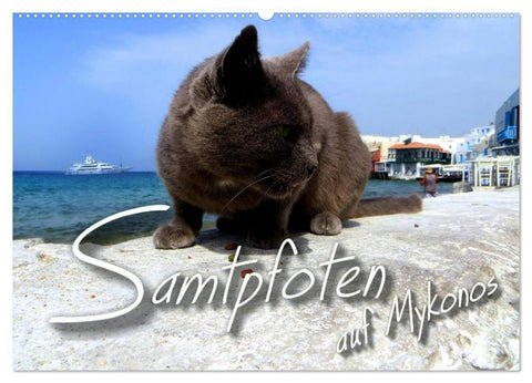 SAMTPFOTEN auf Mykonos (Wandkalender 2026 DIN A2 quer), CALVENDO Monatskalender