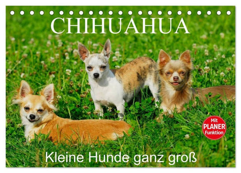 Chihuahua - Kleine Hunde ganz groß (Tischkalender 2027 DIN A5 quer), CALVENDO Monatskalender