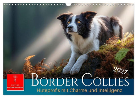 Border Collies Hüteprofis (Wandkalender 2027 DIN A3 quer), CALVENDO Monatskalender