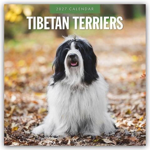 Tibetan Terriers – Tibet Terrier 2027 – 16-Monatskalender