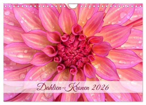 Dahlien-Kronen (Wandkalender 2026 DIN A4 quer), CALVENDO Monatskalender