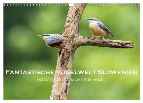 Fantastische Vogelwelt Slowenien (Wandkalender 2027 DIN A3 quer), CALVENDO Monatskalender