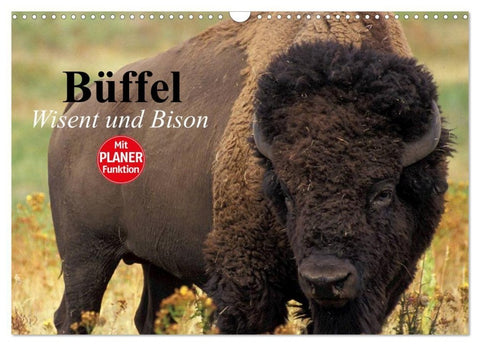 Büffel. Wisent und Bison (Wandkalender 2027 DIN A3 quer), CALVENDO Monatskalender