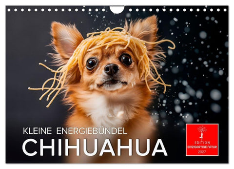Chihuahua - kleine Energiebündel (Wandkalender 2027 DIN A4 quer), CALVENDO Monatskalender
