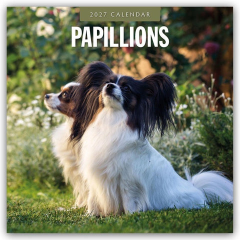 Papillons – Schmetterlingshund – Zwergspaniel 2027 – 16-Monatskalender