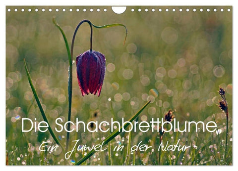 Die Schachbrettblume (Wandkalender 2027 DIN A4 quer), CALVENDO Monatskalender