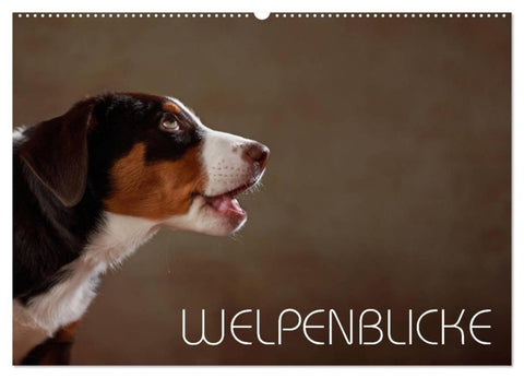 Welpenblicke (Wandkalender 2027 DIN A2 quer), CALVENDO Monatskalender