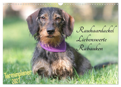 Familienplaner - Liebenswerte Rabauken - Rauhaardackel (Wandkalender 2027 DIN A3 quer), CALVENDO Monatskalender