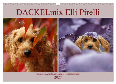 DACKELmix Elli Pirelli (Wandkalender 2027 DIN A3 quer), CALVENDO Monatskalender