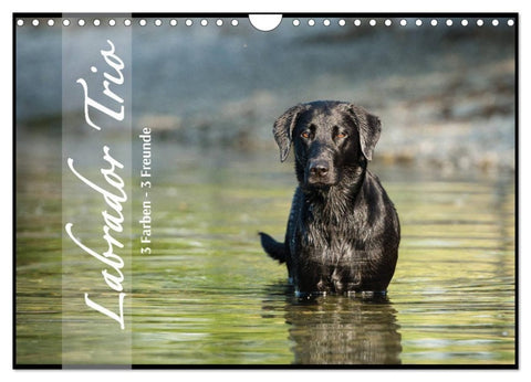 Labrador Trio - 3 Farben, 3 Freunde (Wandkalender 2027 DIN A4 quer), CALVENDO Monatskalender
