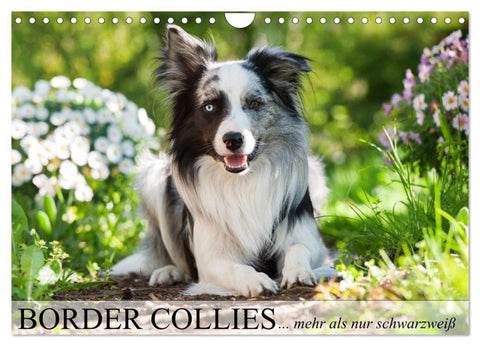 Border Collies - nicht nur schwarzweiß (Wandkalender 2027 DIN A4 quer), CALVENDO Monatskalender