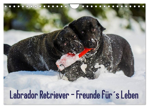 Labrador Retriever - Freunde für´s Leben (Wandkalender 2026 DIN A4 quer), CALVENDO Monatskalender