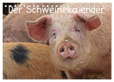 Der Schweinekalender (Tischkalender 2027 DIN A5 quer), CALVENDO Monatskalender