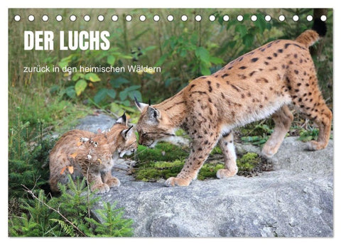 Der Luchs, zurück in den heimischen Wäldern (Tischkalender 2027 DIN A5 quer), CALVENDO Monatskalender