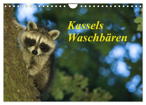 Kassels Waschbären (Wandkalender 2027 DIN A4 quer), CALVENDO Monatskalender