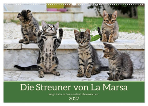 Die Streuner von La Marsa (Wandkalender 2027 DIN A2 quer), CALVENDO Monatskalender