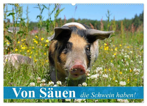 Von Säuen die Schwein haben! (Wandkalender 2027 DIN A2 quer), CALVENDO Monatskalender