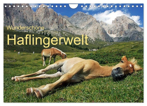 Wunderschöne Haflingerwelt (Wandkalender 2027 DIN A4 quer), CALVENDO Monatskalender
