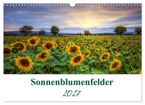 Sonnenblumenfelder (Wandkalender 2027 DIN A3 quer), CALVENDO Monatskalender