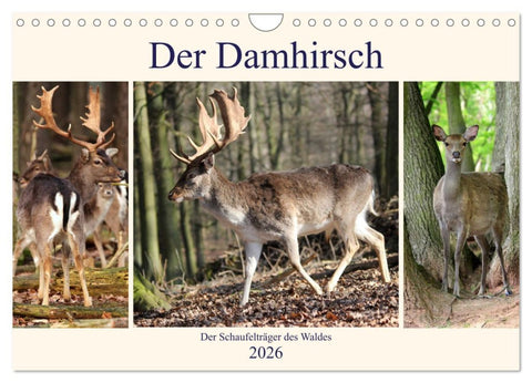 Der Damhirsch - Der Schaufelträger des Waldes (Wandkalender 2026 DIN A4 quer), CALVENDO Monatskalender