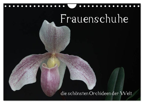 Frauenschuhe - die schönsten Orchideen der Welt (Wandkalender 2027 DIN A4 quer), CALVENDO Monatskalender