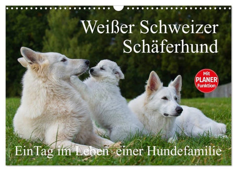 Weißer Schweizer Schäferhund - Ein Tag im Leben einer Hundefamilie (Wandkalender 2027 DIN A3 quer), CALVENDO Monatskalender
