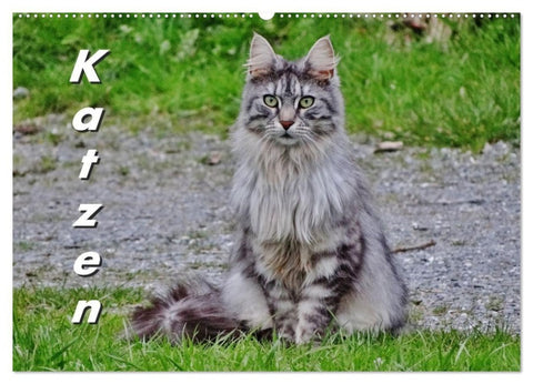 Katzen auf der Welt (Wandkalender 2027 DIN A2 quer), CALVENDO Monatskalender