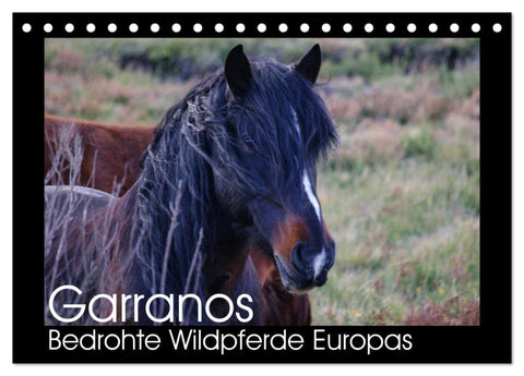 Garranos - Bedrohte Wildpferde Europas (Tischkalender 2026 DIN A5 quer), CALVENDO Monatskalender