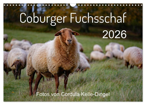 Coburger Fuchsschaf (Wandkalender 2026 DIN A3 quer), CALVENDO Monatskalender