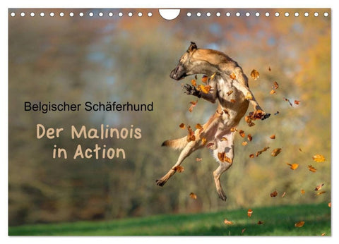 Belgischer Schäferhund - Der Malinois in Action (Wandkalender 2027 DIN A4 quer), CALVENDO Monatskalender