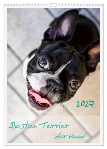 Boston Terrier der Hund 2027 (Wandkalender 2027 DIN A3 hoch), CALVENDO Monatskalender