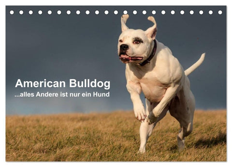 American Bulldog - alles Andere ist nur ein Hund (Tischkalender 2027 DIN A5 quer), CALVENDO Monatskalender