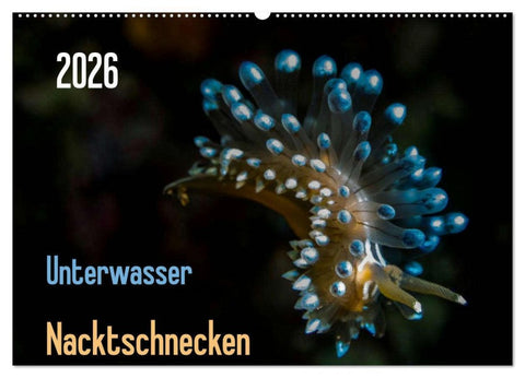 Unterwasser - Nacktschnecken 2026 (Wandkalender 2026 DIN A2 quer), CALVENDO Monatskalender