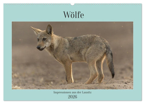 Wölfe, Impressionen aus der Lausitz (Wandkalender 2026 DIN A2 quer), CALVENDO Monatskalender